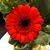 Carie Engelman Faul's profile image