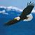 Babak Shah's profile image