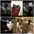 Dorothy Jo Denise's profile image