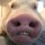 Iza Skrzypaszek's profile image