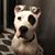 Sharon Bowe Burns's profile image
