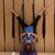 Brooke Korzen Spalding's profile image