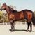 EL Charro Teruel's profile image