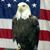 Mark Crawford's profile image
