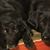 Brenda Lee Schultz's profile image