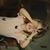 Gracie Montgomery's profile image