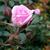 Kristyn Brown's profile image