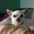 Susan C.'s profile image