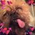 Deirdre Dineen's profile image