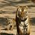 Panthera Tigris Tigris's profile image