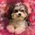 Kari Habhegger Larson's profile image