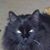 Christina Lemieux's profile image