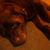 Andrea Collins's profile image