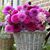 Cher Vierra Knebel's profile image