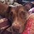 Sharon Rose Powell's profile image