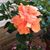 Shirley Franke Walter's profile image