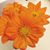 Chandra Anderson's profile image