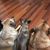 Diane Sieverson's profile image