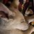 Denise Guzzardo's profile image