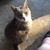 Carol J. Isler's profile image