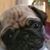 June Sheltra's profile image