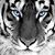 Susan Reed's profile image