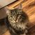 Rhonda Simmons-Hafemeister's profile image