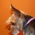 Corinne Kamp's profile image