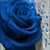 Alisa Caraballo's profile image