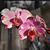 Aleja Redden's profile image