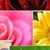 Joline Vansickle's profile image
