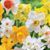 Sharon Cain Smith's profile image