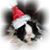 Gail Sokol's profile image