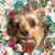 Joetta Pedersen's profile image