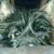 Sarut Cairn Potter's profile image