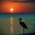 Sue Hernon's profile image