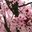 Iris Montalvo Pross's profile image