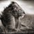Ce'Nedra Tolendra's profile image