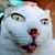 Shelby Schmidt's profile image
