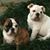 Janet Dulin's profile image