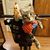 Stacey Sandoz Fererro's profile image