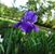 Frances Juanita Brooks's profile image