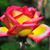 Judy Rood's profile image
