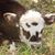 Lacey Surbeck Mitchell's profile image