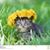 Jeff K Mullins's profile image