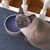 Karin Janson's profile image