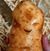 Pete H Pannke's profile image