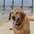 Rebecca Urey's profile image