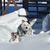 Stolz Billy's profile image