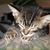 Virginia Monchak's profile image